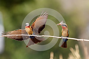 White-fronted Bee-eater in Mana Pools