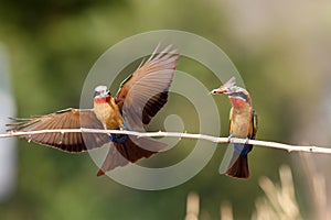 White-fronted Bee-eater in Mana Pools photo