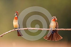 White-fronted Bee-eater in Mana Pools