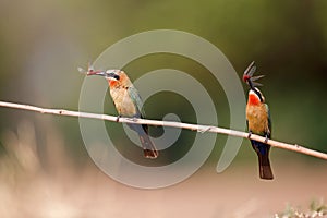 White-fronted Bee-eater in Mana Pools