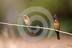 White-fronted Bee-eater in Mana Pools photo