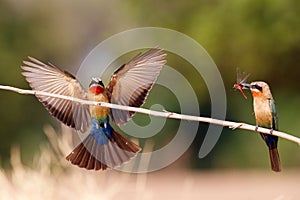 White-fronted Bee-eater in Mana Pools