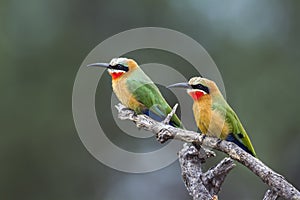 White fronted Bee eater in Mapungubwe National park, South Africa