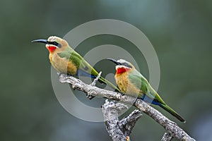 White fronted Bee eater in Mapungubwe National park, South Africa