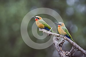 White fronted Bee eater in Mapungubwe National park, South Africa
