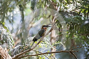 White-Fronted Bee-eater Merops bullockoides