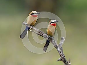 White-fronted bee-eater,Merops bullockoides