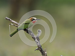 White-fronted bee-eater,Merops bullockoides