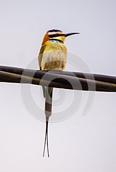 White-fronted Bee-eater, Merops bullockoides