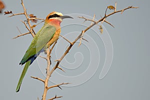 White-Fronted Bee-eater, (Merops bullockoides)