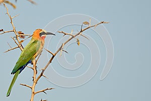 White-Fronted Bee-eater, (Merops bullockoides)