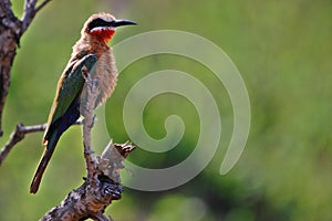 White-Fronted Bee-eater, (Merops bullockoides)