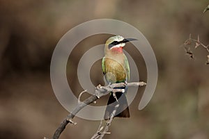 White-fronted bee-eater, Merops bullockoides