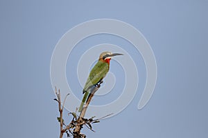 White-fronted bee-eater, Merops bullockoides