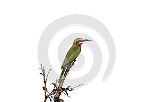 White-fronted bee-eater, Merops bullockoides