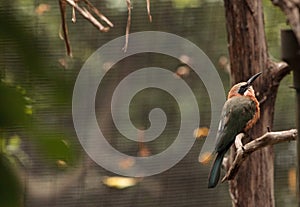 White-fronted bee-eater Merops bullockoides