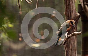 White-fronted bee-eater Merops bullockoides