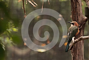 White-fronted bee-eater Merops bullockoides