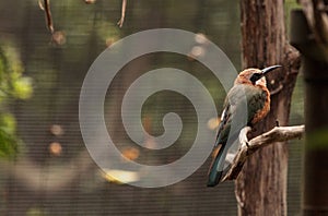 White-fronted bee-eater Merops bullockoides