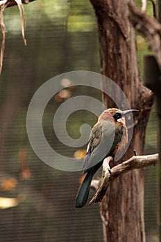 White-fronted bee-eater Merops bullockoides