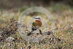 White Fronted Bee Eater, merops bullockoides, Adult perched on Bush, Masai Mara Park in Kenya