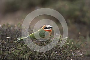 White Fronted Bee Eater, merops bullockoides, Adult perched on Bush, Masai Mara Park in Kenya