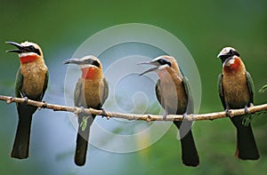 WHITE FRONTED BEE EATER merops bullockoides, ADULTS SINGING, KENYA
