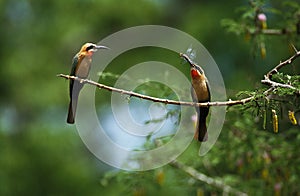 White Fronted Bee Eater, merops bullockoides, Adults standing on Branch, Dragonfly in Beak, Kenya