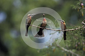 White Fronted Bee Eater, merops bullockoides, Adults standing on Branch, Eating Insect, Kenya