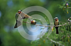 White Fronted Bee Eater, merops bullockoides, Adults standing on Branch, Kenya