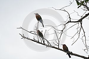 White fronted bee eater Merops bullockoides Africa Tree