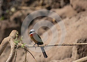 White-fronted bee-eater, Merops bullockoides with black bar
