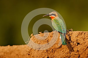 White-fronted bee-eater, Merops bullockoides, forest in Tanzania, Africa.  Detail head portrait of exotic orange and red African