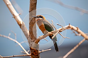 White-fronted Bee-eater (Merops bullockoides) - Graceful Insect Hunter