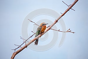 White-fronted Bee-eater (Merops bullockoides) - Graceful Insect Hunter