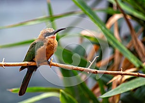 White-fronted Bee-eater (Merops bullockoides) - Graceful Insect Hunter