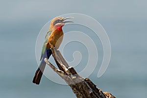 White-fronted Bee-eater - Merops bullockoides  green and orange and red bird widely distributed in sub-equatorial Africa, nest in