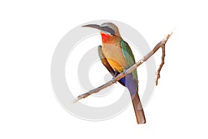 White-fronted Bee-eater - Merops bullockoides  green and orange and red bird widely distributed in sub-equatorial Africa, nest in