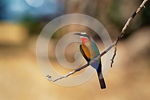 White-fronted Bee-eater - Merops bullockoides  green and orange and red bird widely distributed in sub-equatorial Africa, nest in