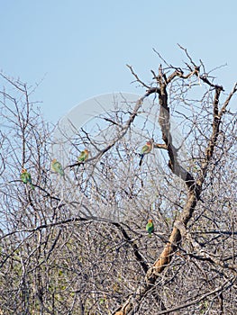 White-fronted bee-eater, Merops bullockoides. Madikwe Game Reserve, South Africa