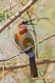 White fronted bee eater Merops bullockoides near the river Chobe, Botswana Africa