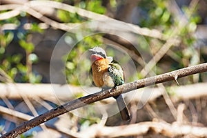 White Fronted Bee-eater, Merops bullockoides, by the river Okavango, Namibia