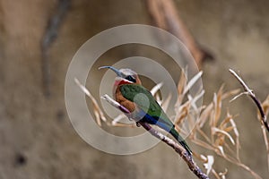 White Fronted Bee-eater Merops bullockoides sitting on a branch