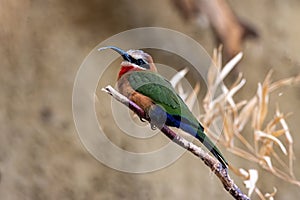 White Fronted Bee-eater Merops bullockoides sitting on a branch