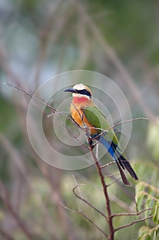 The white-fronted bee-eater Merops bullockoides sitting on the branch