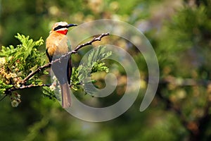 The white-fronted bee-eater Merops bullockoides sitting on the branch. Bee eater with green background