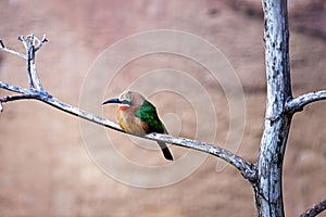 White-fronted bee-eater (Merops bullockoides) sitting on top of a tree branch in a zoo