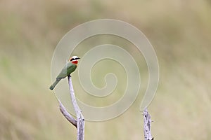 The white-fronted bee-eater (Merops bullockoides) in South Africa