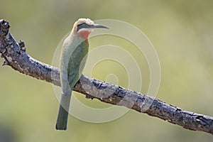 White-fronted bee-eater perched
