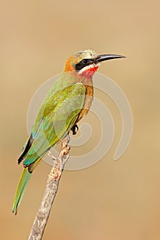 White-fronted bee-eater perched on a branch, Kruger National Park, South Africa